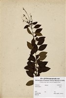 藏品(金露花)的圖片